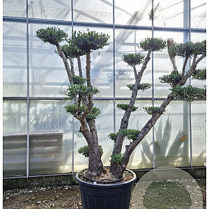 Olea europaea 200-250 cm container meerstammig extra