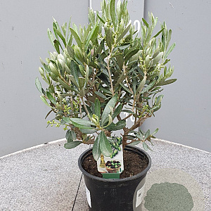 Olea europaea 30 cm 2,0L