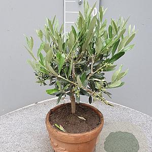 Olea europaea 40 cm 3,0L decopot