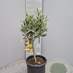 Olea europaea 50 cm 2,0L stam