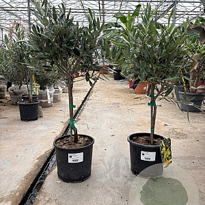 Olea europaea 50 cm 2,0L stam