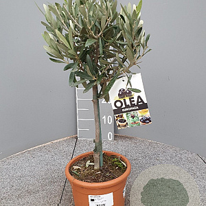Olea europaea 50 cm 2,0L stam