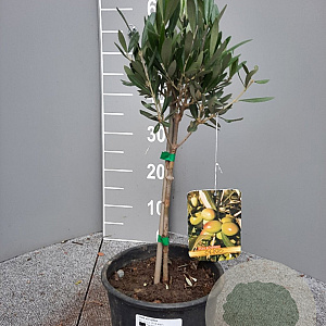 Olea europaea 50 cm 2,0L stam