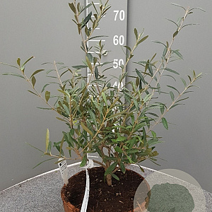 Olea europaea 50 cm 9L stam schaalvorm