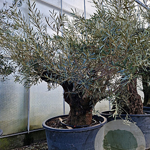 Olea europaea 50 cm container 100-125