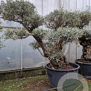 Olea europaea 50 cm container 100-125 pompon