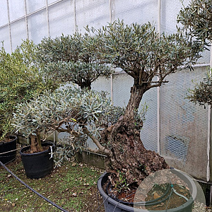 Olea europaea 50 cm container 100-125 pompon