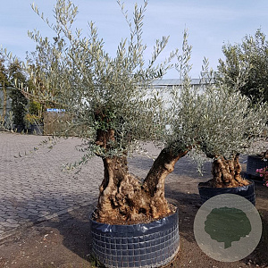Olea europaea 50 cm container 125-150 vertakt