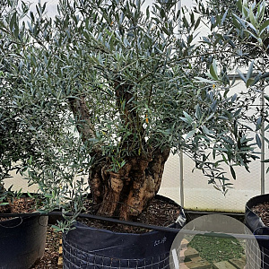 Olea europaea 50 cm container 125-150 vertakt