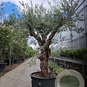 Olea europaea 50 cm container 80-100