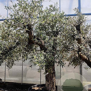Olea europaea 50 cm container 80-100