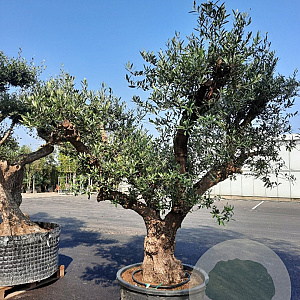 Olea europaea 50 cm container 80-100