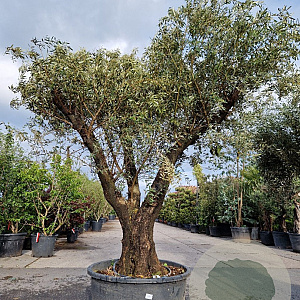 Olea europaea 50 cm container 80-100