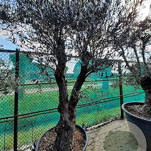 Olea europaea 50 cm container 80-100