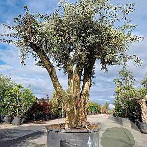 Olea europaea 50 cm stam container 125-150 vertakt