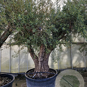 Olea europaea 50 cm stam container 125-150 vertakt