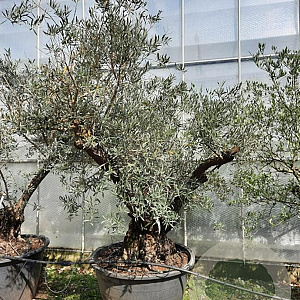 Olea europaea 50 cm stam container 125-150 vertakt