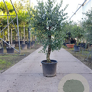 Olea europaea 50 cm stam container 20-25