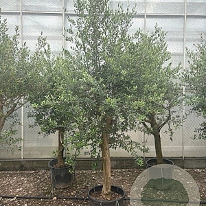 Olea europaea 50 cm stam container 25-30 extra