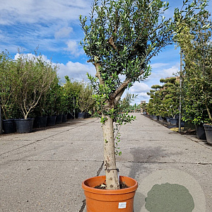 Olea europaea 50 cm stam container 25-30 extra