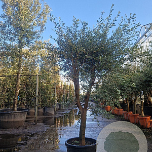 Olea europaea 50 cm stam container 25-30 extra
