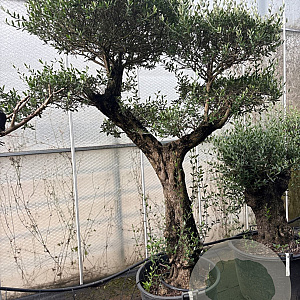 Olea europaea 50 cm stam container 50-60 pompon