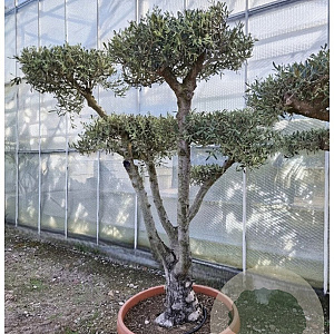 Olea europaea 50 cm stam container 60-80