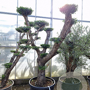 Olea europaea 50 cm stam container 60-80
