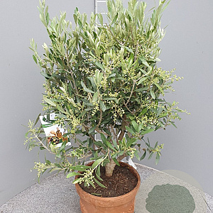 Olea europaea 60 cm C8