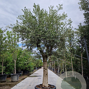 Olea europaea 80 cm stam container 40-50 bol