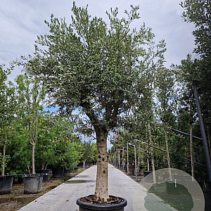 Olea europaea 80 cm stam container 40-50 bol