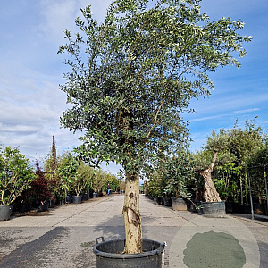 Olea europaea 80 cm stam container 40-50 bol