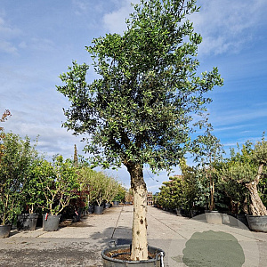 Olea europaea 80 cm stam container 40-50 bol