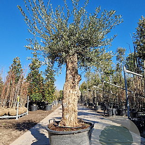 Olea europaea 80 cm stam container 60-80 schaalvorm