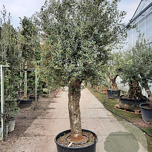 Olea europaea 80 cm stam container 60-80 schaalvorm
