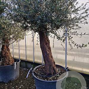 Olea europaea 80 cm stam container 60-80 schaalvorm