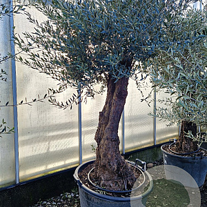 Olea europaea 80 cm stam container 60-80 schaalvorm