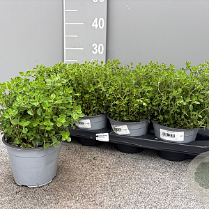 Origanum vulgare P14