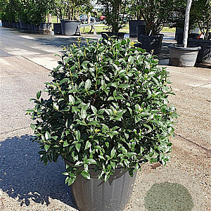 Osmanthus burkwoodii 50-60 cm 35L bol