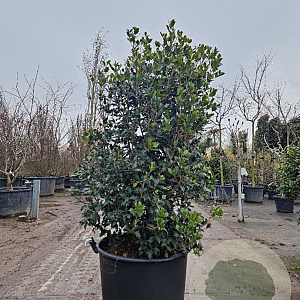 Osmanthus heterophyllus 125-150 cm cont. 90L extra