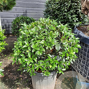 Osmanthus heterophyllus 50-60 cm container bol