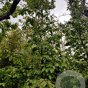Parrotia persica 400-450 cm container