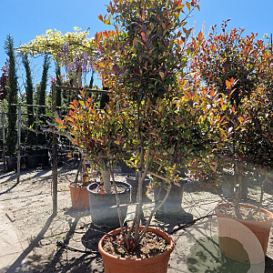 Photinia fraseri 'Red Robin' 175-200 cm cont. 70L paraplu