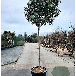Photinia fraseri 'Red Robin' 180 cm stam container 20-25