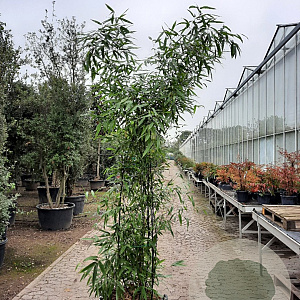 Phyllostachys nigra 200-250 cm container meerstammig