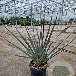Phormium 'Red Sensation' 80-100 cm 15L
