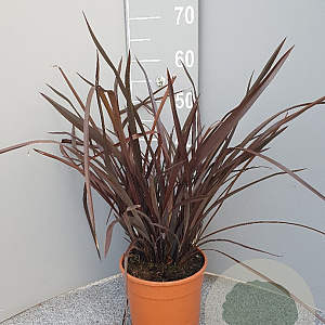 Phormium 'Rubra' GM C3