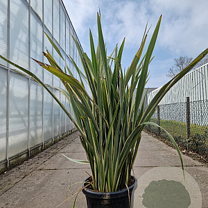 Phormium tenax 'Aureovariegata' 100-125 cm 30L