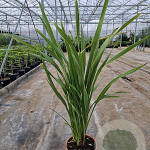 Phormium tenax 80-100 cm 10L