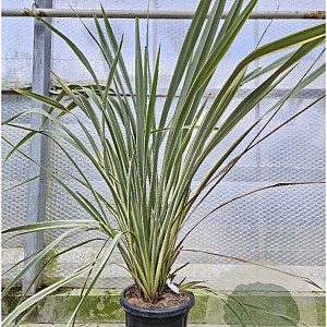 Phormium tenax 'Variegatum' 100-125 cm 30L